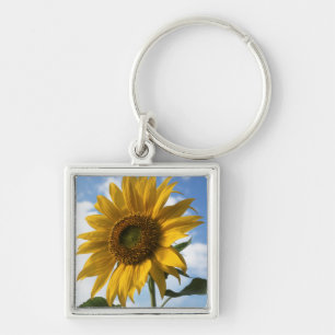 California, A Mammoth Sunflower (Helianthus) 4 Keychain