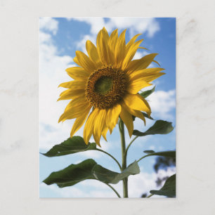 California, A Mammoth Sunflower (Helianthus) 4 Postcard