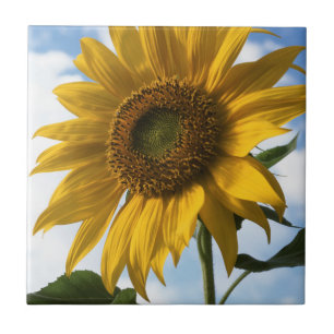 California, A Mammoth Sunflower (Helianthus) 4 Tile
