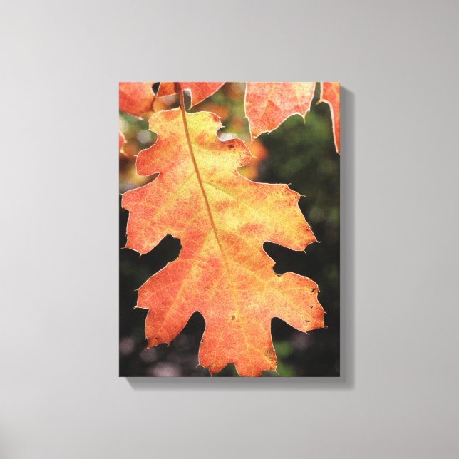 California, An autumn coloured Oak leaf Canvas Print (Front)
