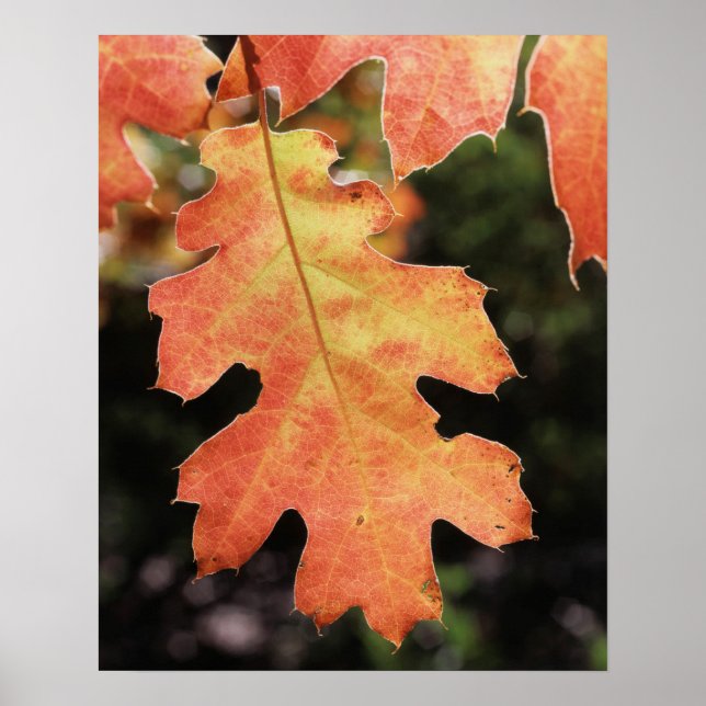 California, An autumn coloured Oak leaf Poster (Front)