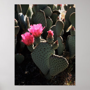 California, Anza Borrego Desert State Park 1 Poster
