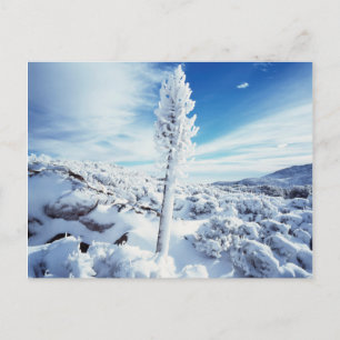 California, Anza Borrego Desert State Park 2 Postcard