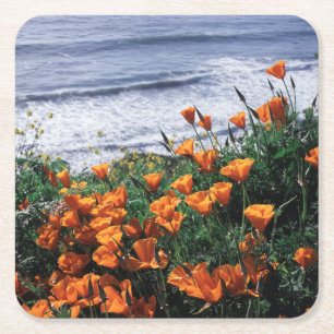 California, Big Sur Coast, California Poppy Square Paper Coaster