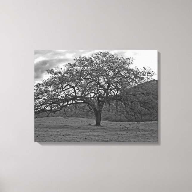 California Black Oak Tree Sepia Canvas Print (Front)