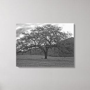 California Black Oak Tree Sepia Canvas Print