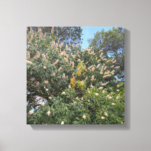 California Buckeye Canvas Print