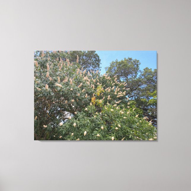 California Buckeye Canvas Print (Front)