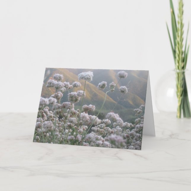 California Buckwheat Card (Front)