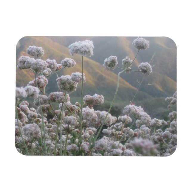 California Buckwheat Magnet (Horizontal)