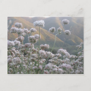 California Buckwheat Postcard