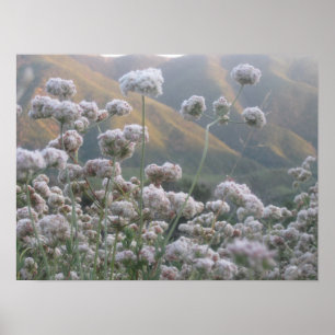 California Buckwheat Poster