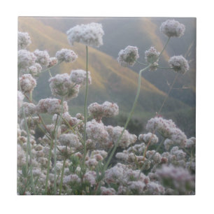 California Buckwheat Tile