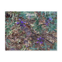 CALIFORNIA COLOR CELEBRATION: DECEMBER POSTCARD