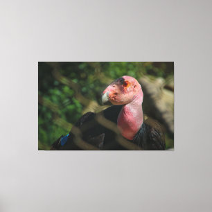 California Condor Canvas Print