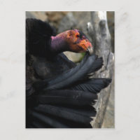 California Condor Carefully Preens Black Feathers