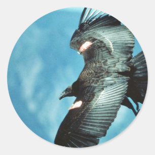 California condor classic round sticker