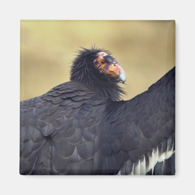 California condor magnet (Front)