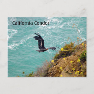 California Condor Postcard