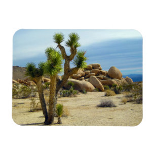 California Desert Succulents, Rocks & Clear Sky Magnet