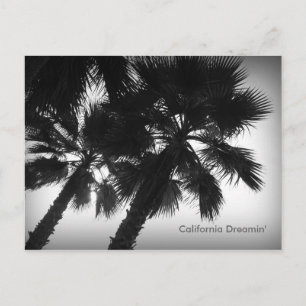 California Dreamin' Palm Trees Postcard