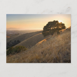 California East Bay Hills in Summer postcard