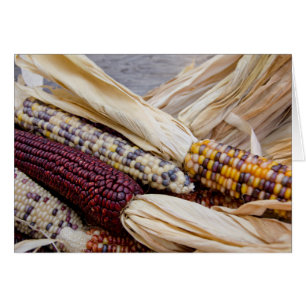 California. Fall Harvest Colourful Indian Corn