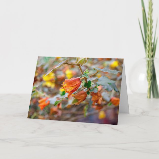 California Flannel Bush Card (Front)
