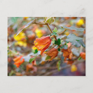 California Flannel Bush Postcard