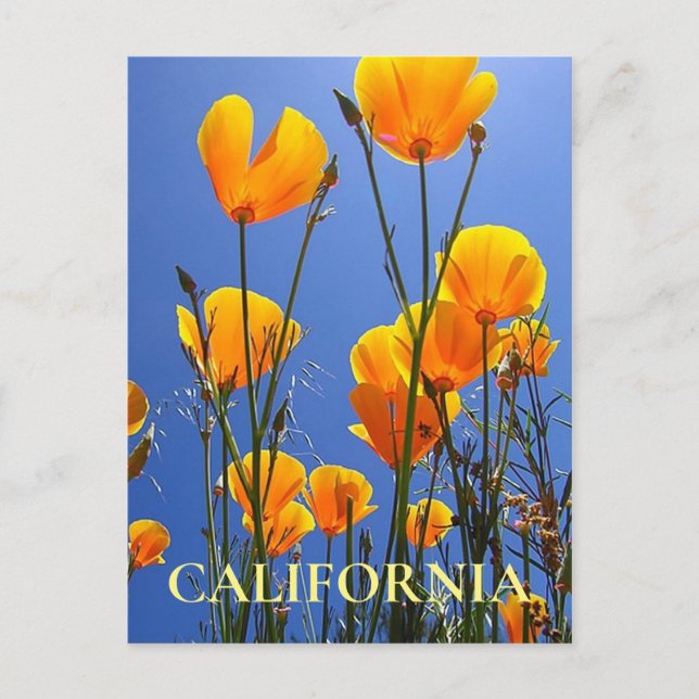 California Golden Poppies against Blue Sky Postcard (Front)