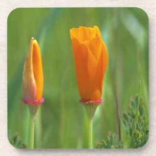 California golden poppies in a green field 2 coaster