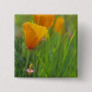 California golden poppies in a green field 2 inch square button
