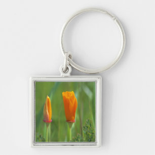 California golden poppies in a green field 2 keychain