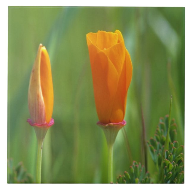California golden poppies in a green field 2 tile (Front)
