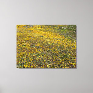 California Goldfields Canvas Print