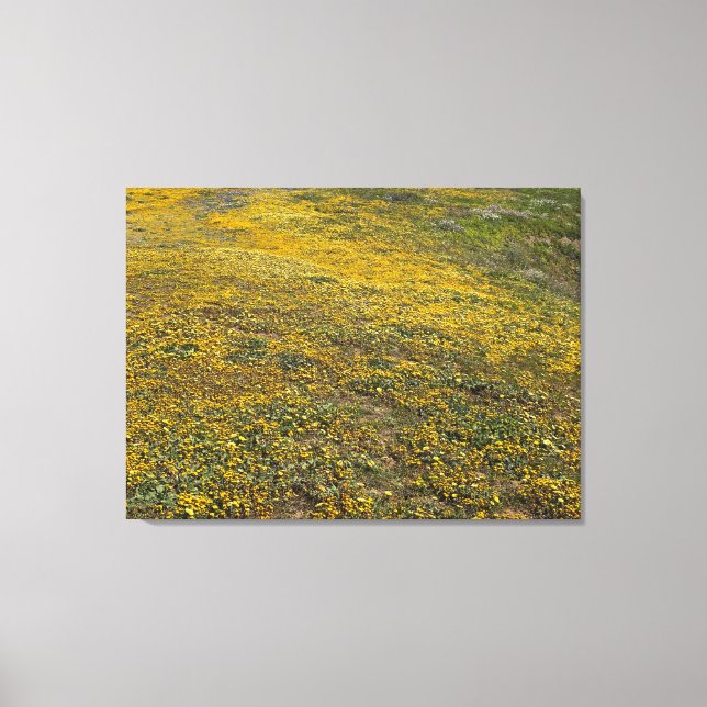 California Goldfields Canvas Print (Front)