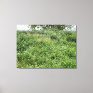 California Green Canvas Print