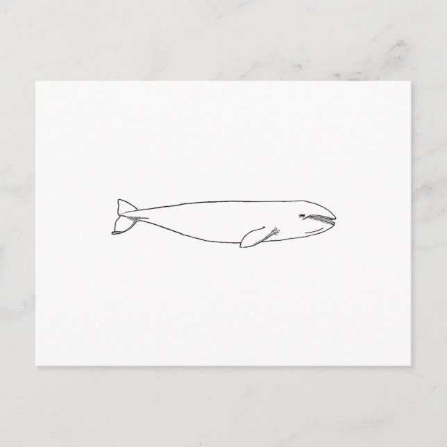 California Grey Whale Postcard (Front)