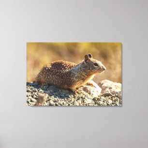 California Ground Squirrel Canvas Print