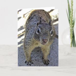 California Ground Squirrel Card