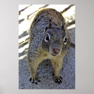 California Ground Squirrel Poster