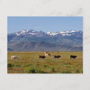 California HWY 395 Landscape Postcard