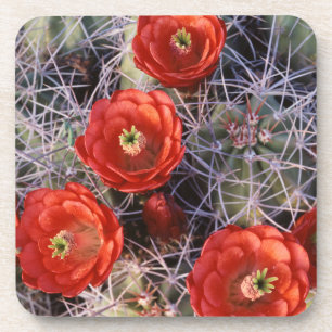 California, Joshua Tree National Park, Claret Coaster