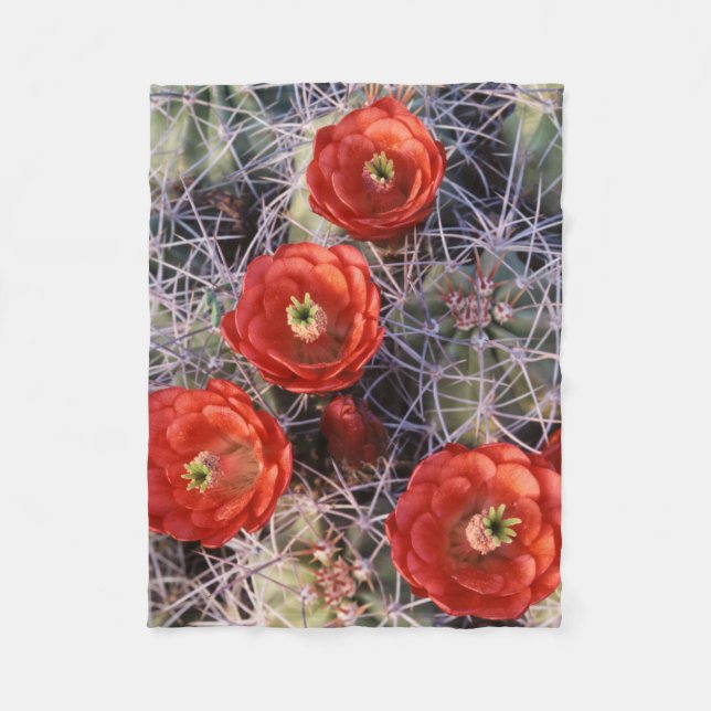 California, Joshua Tree National Park, Claret Fleece Blanket (Front)