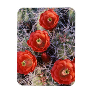 California, Joshua Tree National Park, Claret Magnet