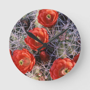California, Joshua Tree National Park, Claret Round Clock