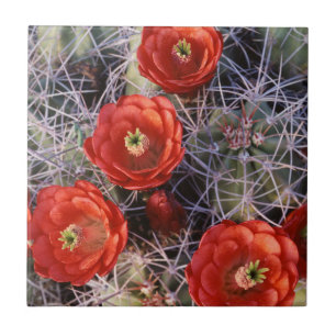 California, Joshua Tree National Park, Claret Tile