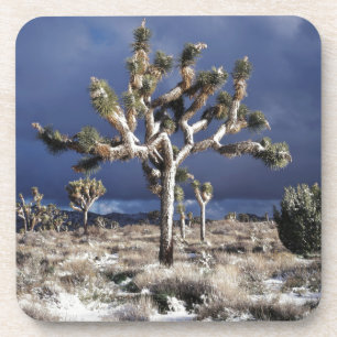 California, Joshua Tree National Park Coaster