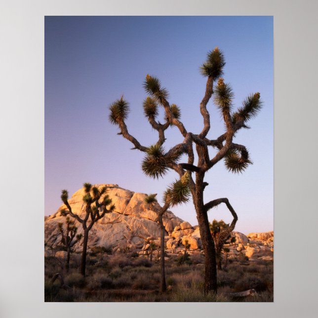 California, Joshua Tree National Park, Joshua Poster (Front)