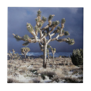 California, Joshua Tree National Park Tile